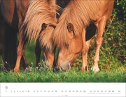Islandpferde Kalender 2025 - Abbildung 6