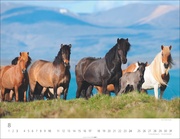 Islandpferde Kalender 2025 - Abbildung 8