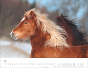 Islandpferde Kalender 2025 - Abbildung 12