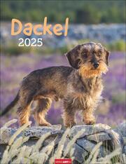 Dackel 2025 - Cover