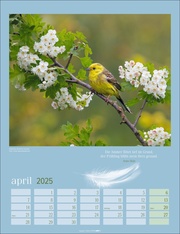 Heimische Vögel Kalender 2025 - Abbildung 4