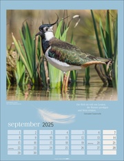 Heimische Vögel Kalender 2025 - Abbildung 9
