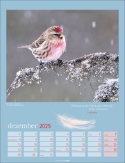 Heimische Vögel Kalender 2025 - Abbildung 12