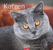 Katzen - Diven auf Samtpfoten Kalender 2025 - Cover
