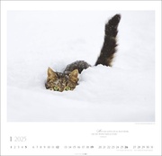 Katzen - Diven auf Samtpfoten Kalender 2025 - Abbildung 1