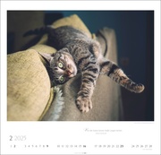 Katzen - Diven auf Samtpfoten Kalender 2025 - Abbildung 2
