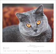 Katzen - Diven auf Samtpfoten Kalender 2025 - Abbildung 3