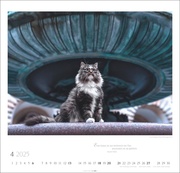 Katzen - Diven auf Samtpfoten Kalender 2025 - Abbildung 4
