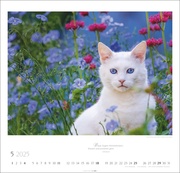 Katzen - Diven auf Samtpfoten Kalender 2025 - Abbildung 5
