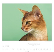 Katzen - Diven auf Samtpfoten Kalender 2025 - Abbildung 6
