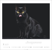 Katzen - Diven auf Samtpfoten Kalender 2025 - Abbildung 7
