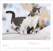 Katzen - Diven auf Samtpfoten Kalender 2025 - Abbildung 8