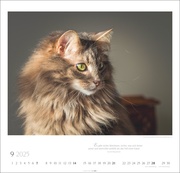 Katzen - Diven auf Samtpfoten Kalender 2025 - Abbildung 9
