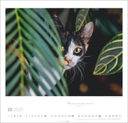 Katzen - Diven auf Samtpfoten Kalender 2025 - Abbildung 10