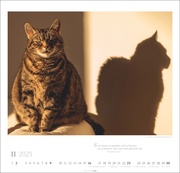 Katzen - Diven auf Samtpfoten Kalender 2025 - Abbildung 11