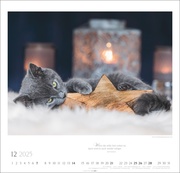 Katzen - Diven auf Samtpfoten Kalender 2025 - Abbildung 12