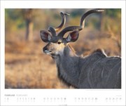 African Wildlife Kalender 2025 - Abbildung 2