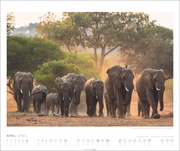 African Wildlife Kalender 2025 - Abbildung 4