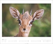 African Wildlife Kalender 2025 - Abbildung 5