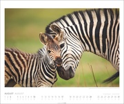 African Wildlife Kalender 2025 - Abbildung 8