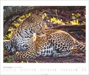 African Wildlife Kalender 2025 - Abbildung 9