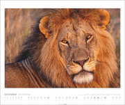 African Wildlife Kalender 2025 - Abbildung 12
