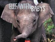 Elefantenbabys Kalender 2025 - Cover