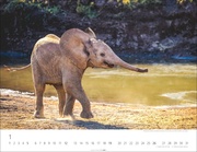 Elefantenbabys Kalender 2025 - Abbildung 1