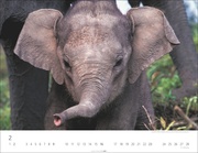 Elefantenbabys Kalender 2025 - Abbildung 2