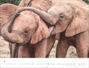 Elefantenbabys Kalender 2025 - Abbildung 4
