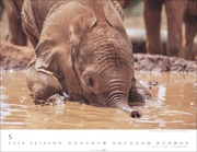 Elefantenbabys Kalender 2025 - Abbildung 5