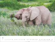 Elefantenbabys Kalender 2025 - Abbildung 6