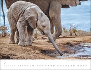 Elefantenbabys Kalender 2025 - Abbildung 7