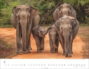 Elefantenbabys Kalender 2025 - Abbildung 8
