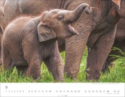 Elefantenbabys Kalender 2025 - Abbildung 9