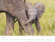 Elefantenbabys Kalender 2025 - Abbildung 10