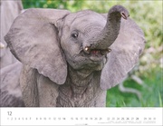 Elefantenbabys Kalender 2025 - Abbildung 12