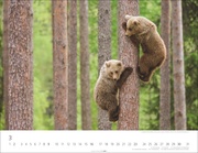 Bären Kalender 2025 - Abbildung 3