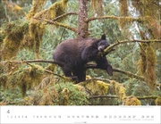 Bären Kalender 2025 - Abbildung 4