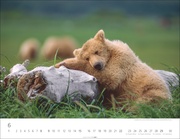 Bären Kalender 2025 - Abbildung 6
