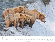 Bären Kalender 2025 - Abbildung 9