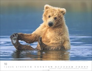 Bären Kalender 2025 - Abbildung 10