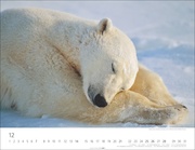 Bären Kalender 2025 - Abbildung 12