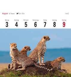 Tiere der Wildnis 2015 - Abbildung 9