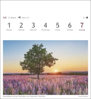 Bäume Postkartenkalender 2024 - Abbildung 8