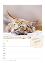 Katzenglück Wochenkalender 2024 - Abbildung 4