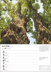 Bäume Wochenplaner 2024 - Abbildung 4