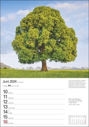 Bäume Wochenplaner 2024 - Abbildung 5