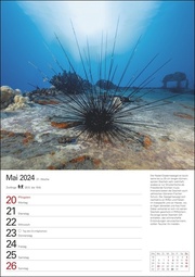 Wunder der Meere Wochenplaner 2024 - Illustrationen 1