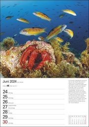 Wunder der Meere Wochenplaner 2024 - Illustrationen 7